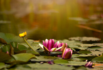 Lilie wodne © mycatherina