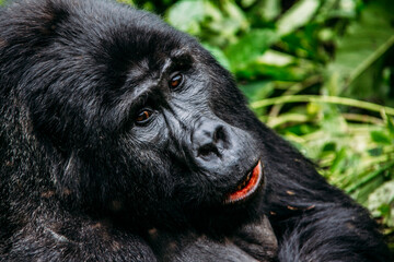 Close up of gorilla, Bwindi Impenetrable National Park, Uganda