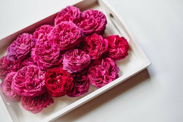 róże, roses © Marta