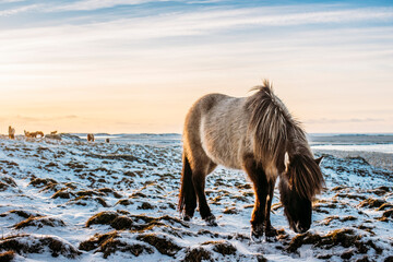 Wild horse grazing in snow covered landscape, Hofn, Iceland