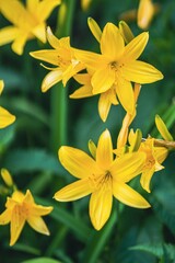 Yellow lily, żółta lilia