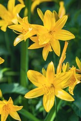 Yellow lily, żółta lilia