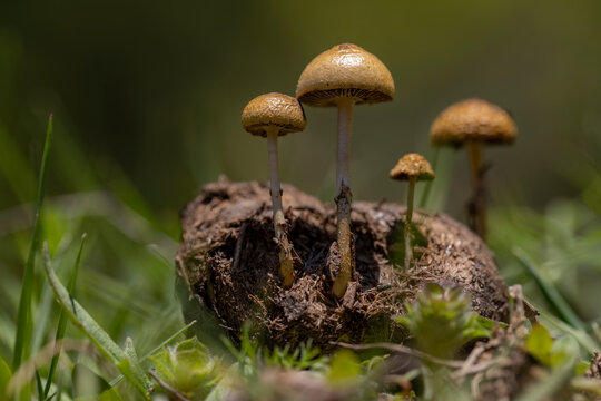 Beautiful close-up of forest fungi (Protostropharia semiglobata, commonly known as dung roundhead, hemispheric fungus or hemispheric stropharia) growing on a horse dung.