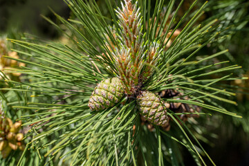 Naklejka na ściany i meble Branch of Pine Tree with needles and Pine Cone. Pine tree branch with cones in spring. Background with green needles and pinecone. Close-up of pine branches with green pinecone. Soft focus