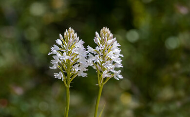 Fototapeta premium Anacamptis pyramidalis is a species of orchid belonging to the Salepaceae family, known as the pointed salep.