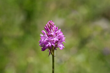 Obraz premium Anacamptis pyramidalis is a species of orchid belonging to the Salepaceae family, known as the pointed salep.