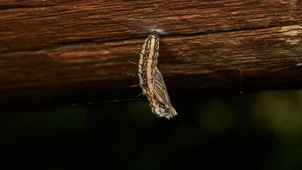 Details of a brown butterfly pupa hanging from a stick. - obrazy, fototapety, plakaty