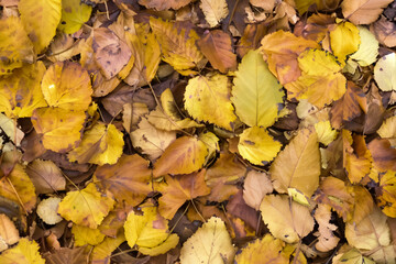 Beautiful Leaf Macro A Captivating CloseUp of Nature's Delicate Beauty