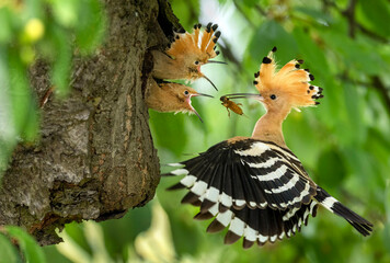 Eurasian hoopoe bird feeding juvenile ( Upupa epops )