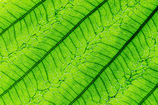 Beautiful Leaf Macro A Captivating CloseUp of Nature's Delicate Beauty