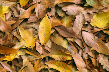 Beautiful Leaf Macro A Captivating CloseUp of Nature's Delicate Beauty