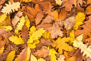 Beautiful Leaf Macro A Captivating CloseUp of Nature's Delicate Beauty