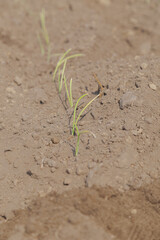 Promising growth: newly placed onion plant in the garden 