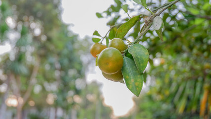 Bunch of kumquats on the branch stalks in the morning