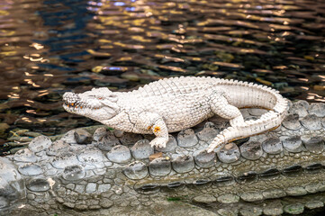 Crocodile Toy model in the pool