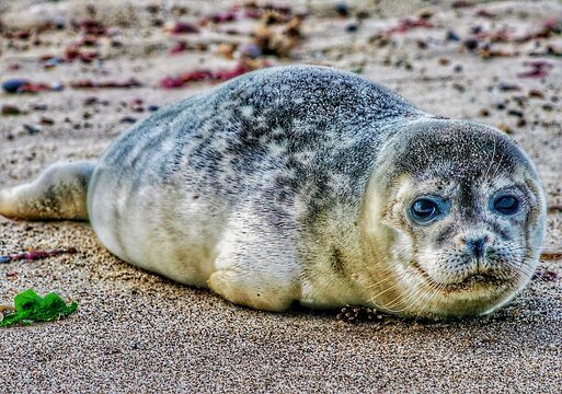 Seal pup full body 