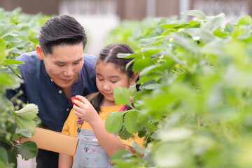 A father and daughter visit an organic strawberry garden on a closed farm. Have fun picking strawberries together.