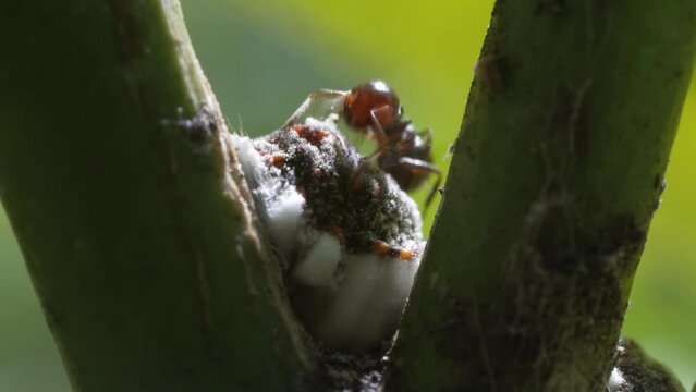 Ants breed mealybug. Tiny red-headed ants coexist on a plant with the slow-moving pest. Pests, nature and danger to plants. Macro shot of ants sucking honeydew. Close-up of garden insect life.