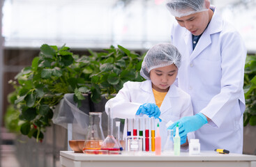 In the closed strawberry garden, a young scientist conducts a strawberry nutrient production...