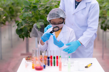 In the closed strawberry garden, a young scientist conducts a strawberry nutrient production...