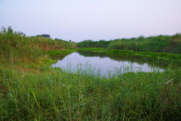 Lake water with green grass landscape view of under the blue sky