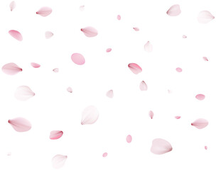 Flying Spring Cherry.