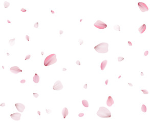 Flying Spring Cherry.