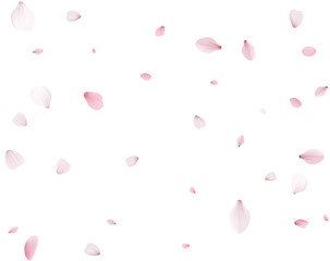 Flying Spring Cherry.