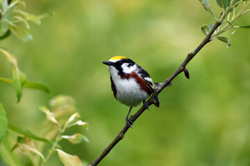 Colorful male Chestnut Sided Warbler showing full breeding colors
