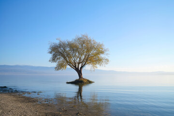 Fototapeta na wymiar A lone tree is floating on the lake