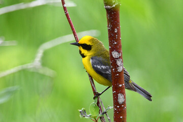 Colorful recessive hybrid of the Blue Winged warbler Lawrence's Warbler 