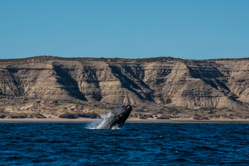 Fototapeta premium Right whale jumping,Peninsula Valdes, Patagonia , Argentina