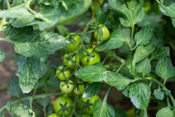 A bunch of green tomatoes on a bush. Tomatoes ripen in the garden. Lots of tomatoes on the bush.