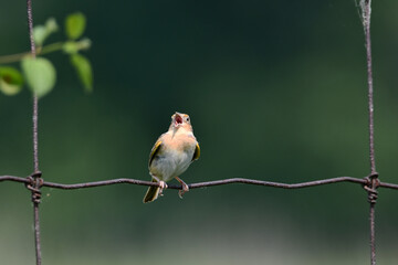 Summer scene of a Grasshopper Sparrow perched singing on an agriculture wire fence