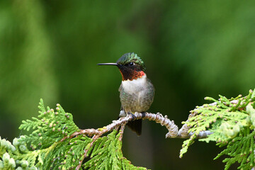 Male Ruby Throated Hummingbird on branch in a cedar tree