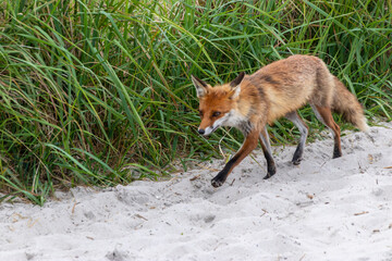 Strandfuchs Paula am Strand an der Ostsee in Zingst.