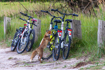 Fuchs will auf Fahrrad steigen am Strand ad der Ostsee in Zingst.