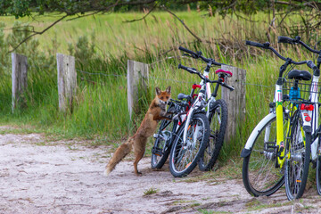 Fuchs will auf Fahrrad steigen am Strand an der Ostsee in Zingst.
