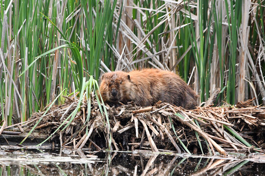 Beaver resting on a a pile of reeds outside its den on a warm summer day