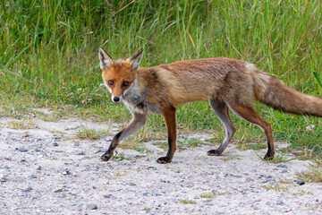 Fototapeta premium Strandfuchs Paula am Strand an der Ostsee in Zingst.