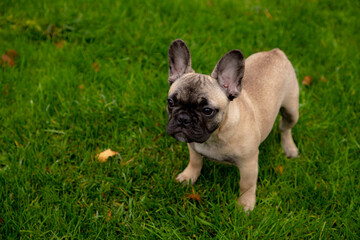 Fototapeta premium French bulldog puppy on the grass palyground.
