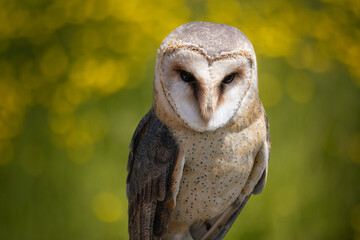 Close up portrait of a brown Barn Owl in a green meadow