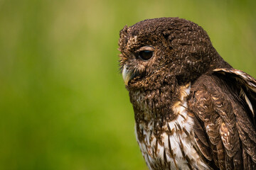 Portrait of a brown Mottled Owl in a green meadow