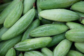 raw green pointed gourd texture background
