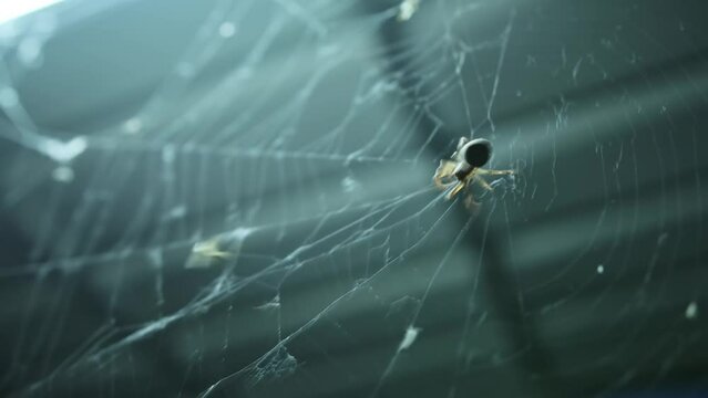 Spider sits on cobweb shimmering in the sun close-up. Spiderweb with little spider swaying in wind on grey background macro.