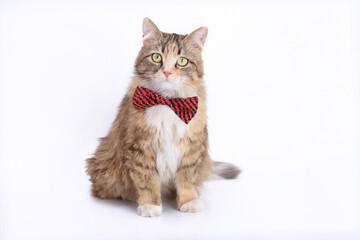 Portrait of a Cat with a red butterfly on a light background. Animal background. Isolated Kitten in on white background. Beautiful funny Kitten with a red bow tie. Cat posing at camera. Animal theme