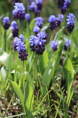 group of grape hyacinth (Muscari)