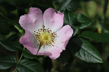 closeup of pink rose hip flower