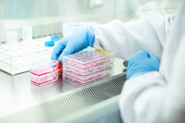 cell culture at the laboratory