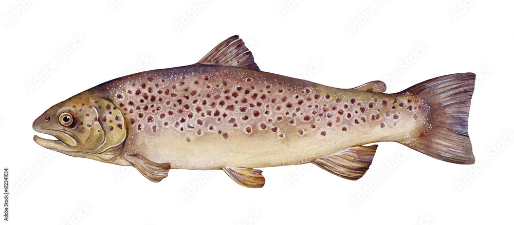 Wall mural watercolor river trout or brown trout (salmo trutta fario). hand drawn fish illustration isolated on